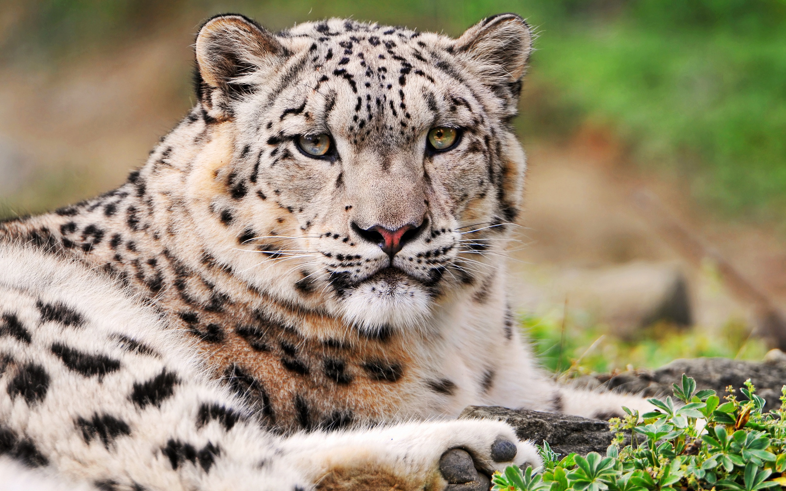 White Snow Leopard9717519693 - White Snow Leopard - Wildlife, white, Snow, Leopard